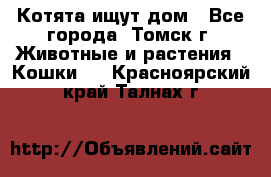 Котята ищут дом - Все города, Томск г. Животные и растения » Кошки   . Красноярский край,Талнах г.